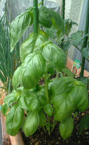 BASIL08.JPG